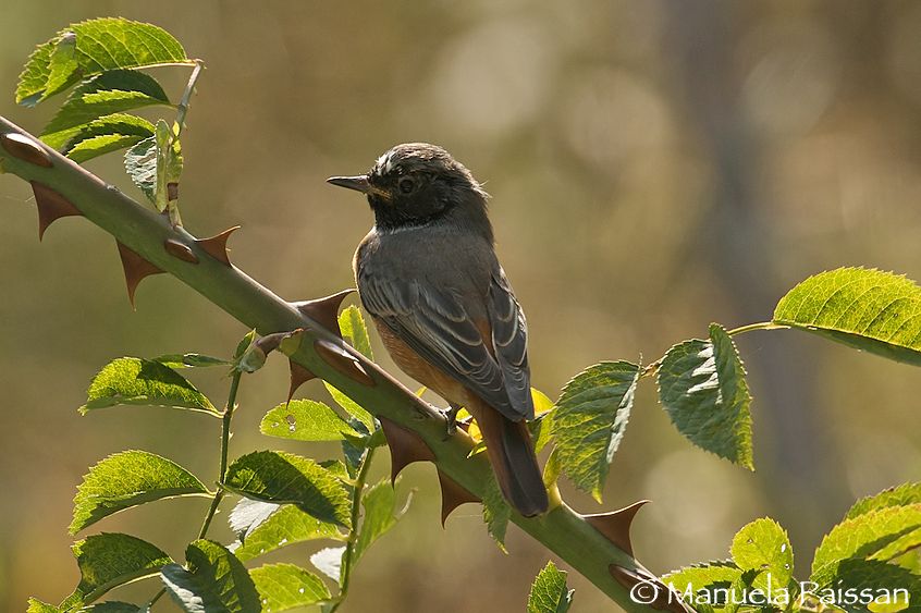 Nikon D300lens Nikon AF-S 600/4 IF-ED Codirosso m. (Phoenicurus phoenicurus)