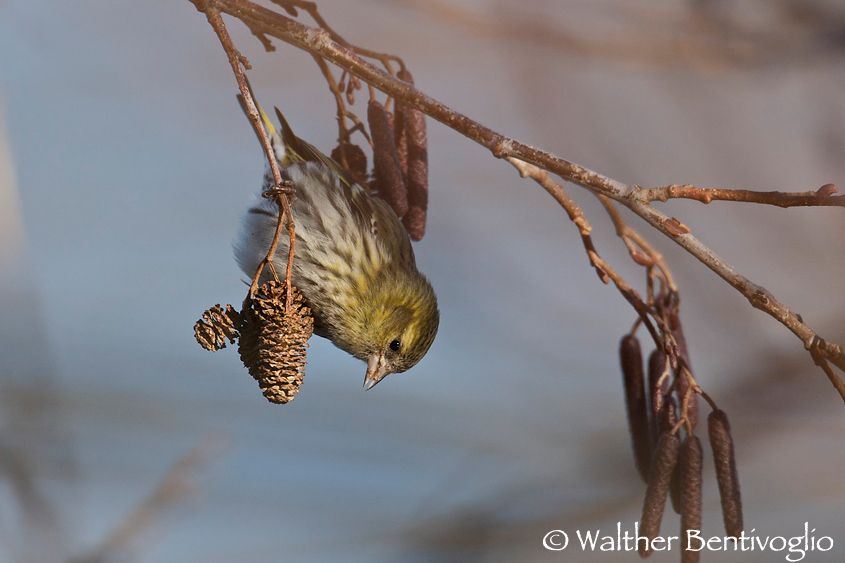 Nikon D300lens Nikon AF-S 600/4 IF-EDLago di Caldonazzo (TN) Lucherino f. (Carduelis spinus)