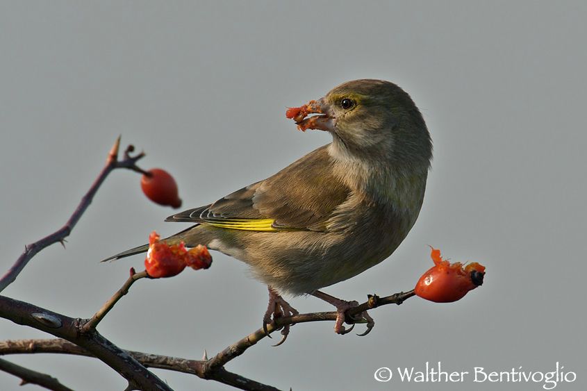 Nikon D300lens Nikon AF-S 600/4 IF-EDMarano Lagunare (VE) Verdone f. (Carduelis chloris)
