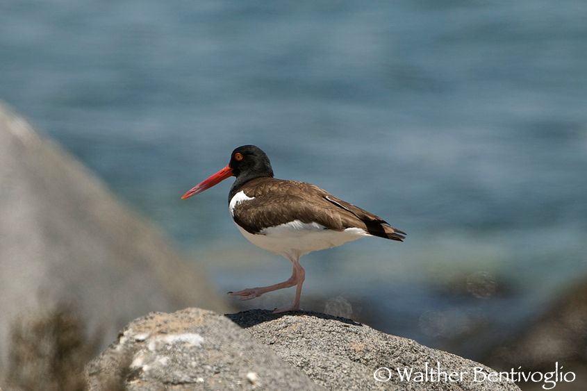 Nikon D300lens Nikon AF-S VR 200-400/4 G IF-EDParque Nacional Pan de Azucar - Chile Beccaccia di mare comune (Haematopus palliatus)