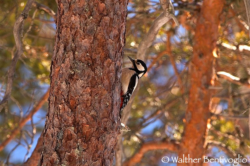 Picchio rosso maggiore (Picides major)