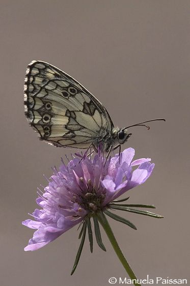 Nikon D300lens Nikon AF D Micro-nikkor 105 / 2.8 IF-ED Melanargia galathea