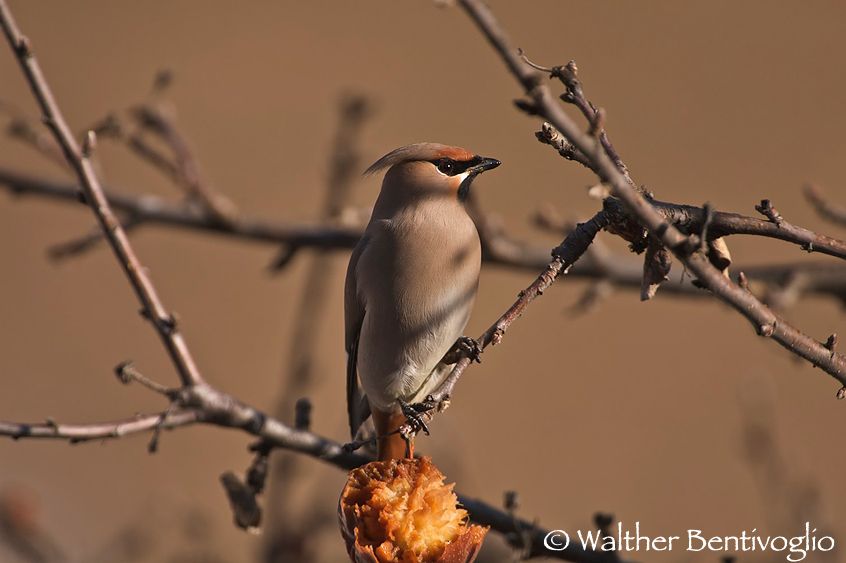 Nikon D100lens Nikon AF-S VR 200-400/4 G IF-EDAltopiano di Renon (BZ) Beccofrusone (Bombycilla garrulus)