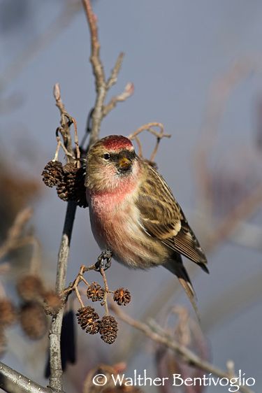 Nikon D3Slens Nikon AF-S VR II 300/2.8 G IF-ED  x 1.4Lago di Caldonazzzo (TN) Organetto m. (Carduelis flammea)