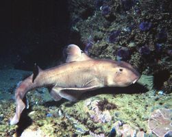8_0_3_1horn_shark01.jpg