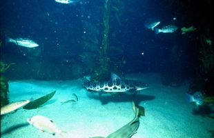 9_0_4_1leopard_shark.jpg