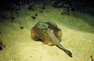 10_0_10_1round_stingray.jpg