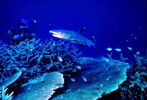 7_0_14_1white_tip_shark_02.jpg