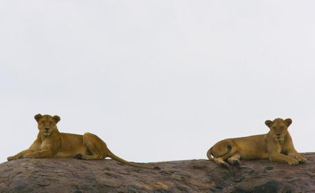 1r20070130_serengeti_076.jpg