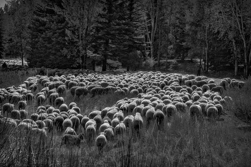 Trailing of the Sheep, Ketchum, Idaho