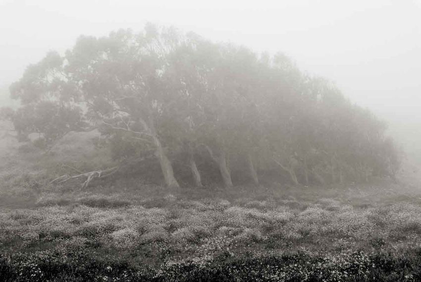 Eucalyptus Grove, Point Reyes, CA