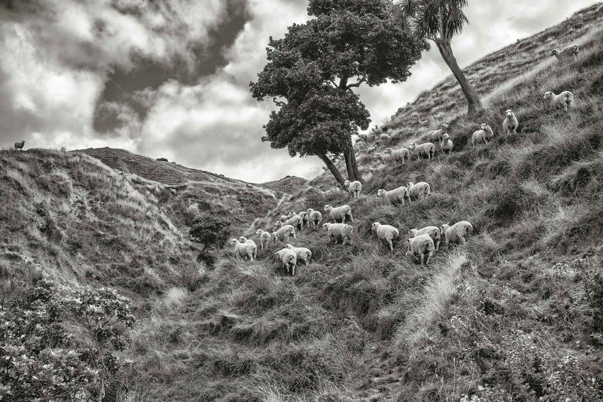 Nick's Head, Gisborne, New Zealand