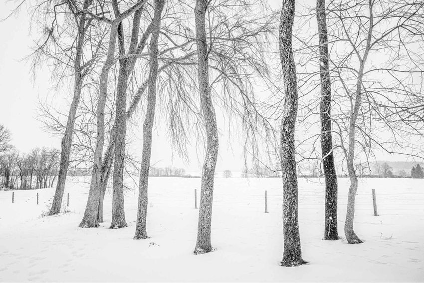 Cherry Grove, Ghent, York