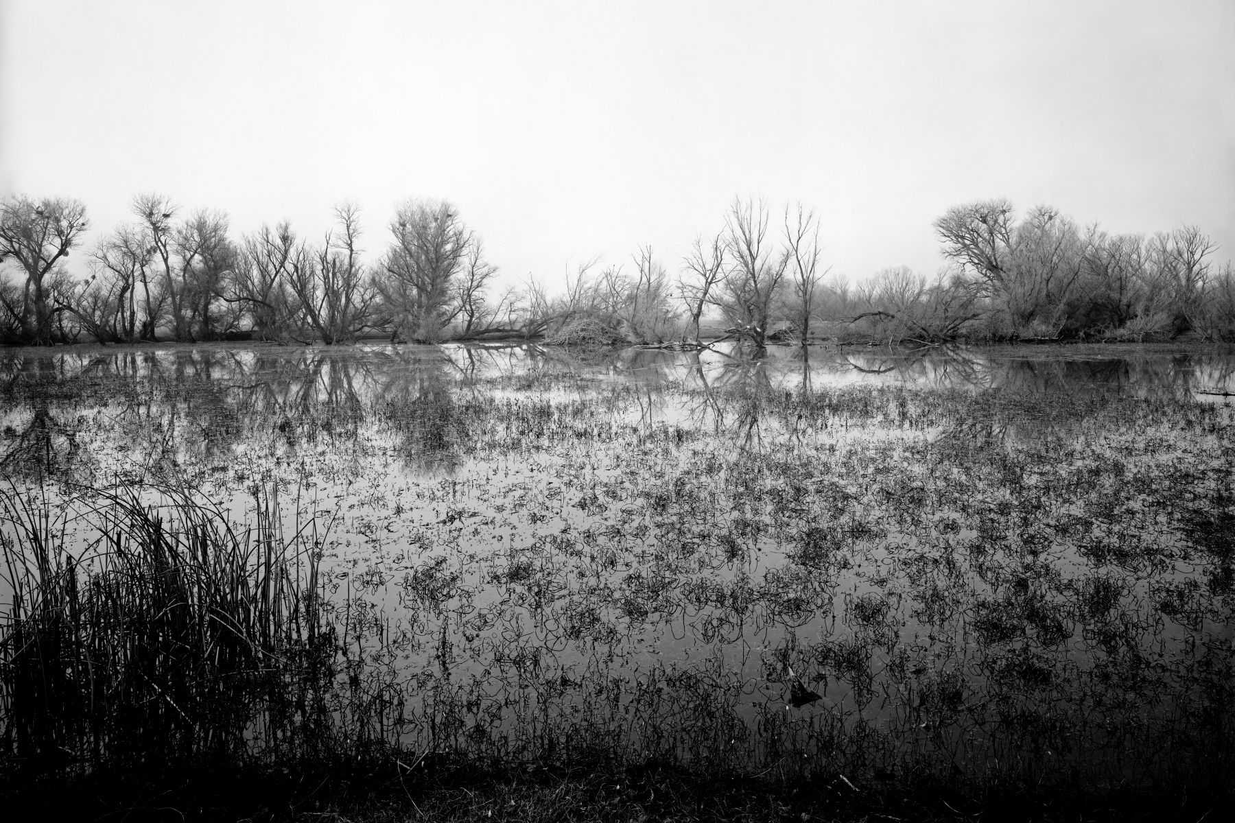 Stone Lakes Wildlife Refuge 11-r16