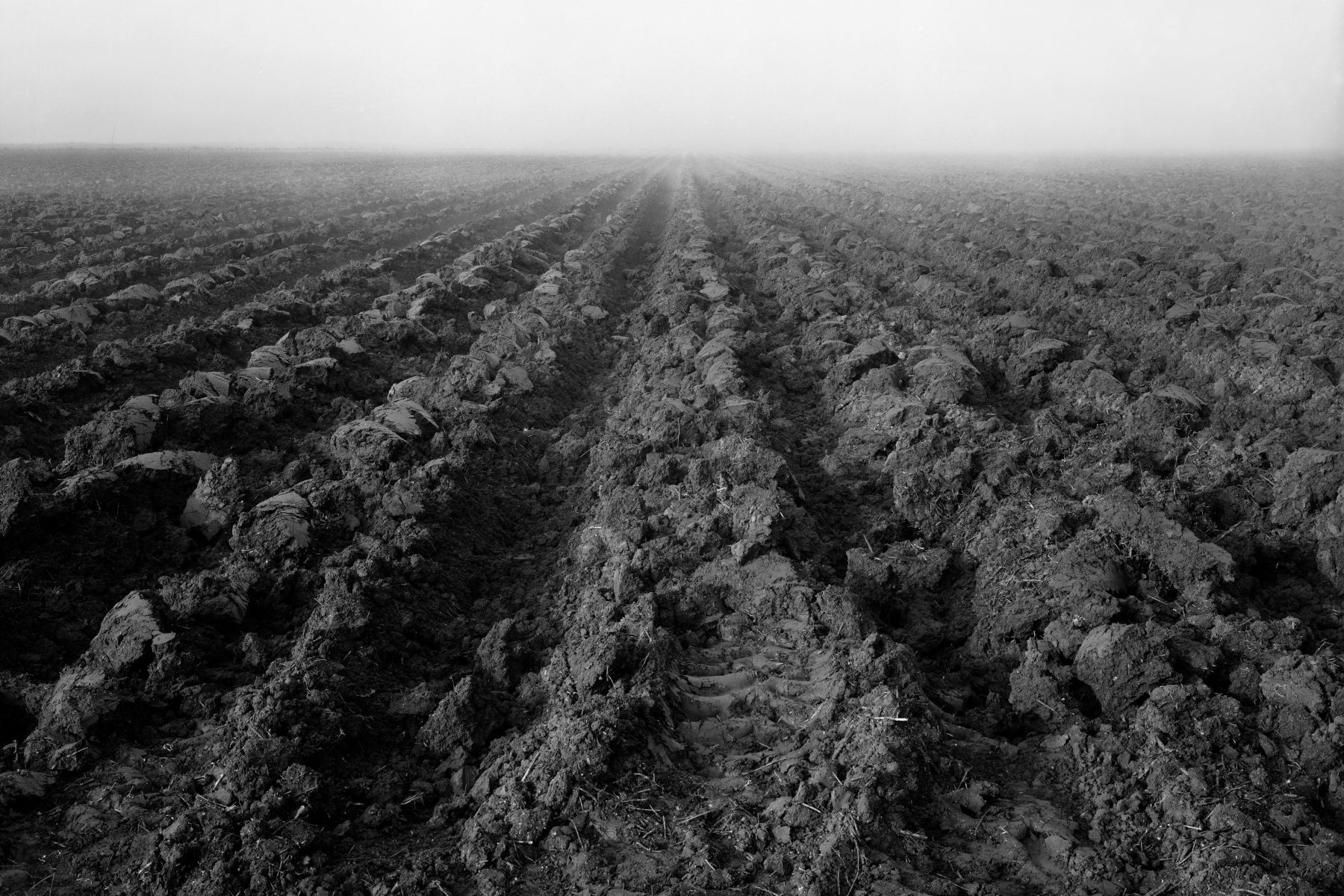 Plowed file in the fog, Clarksburg, Ca. 11-r18