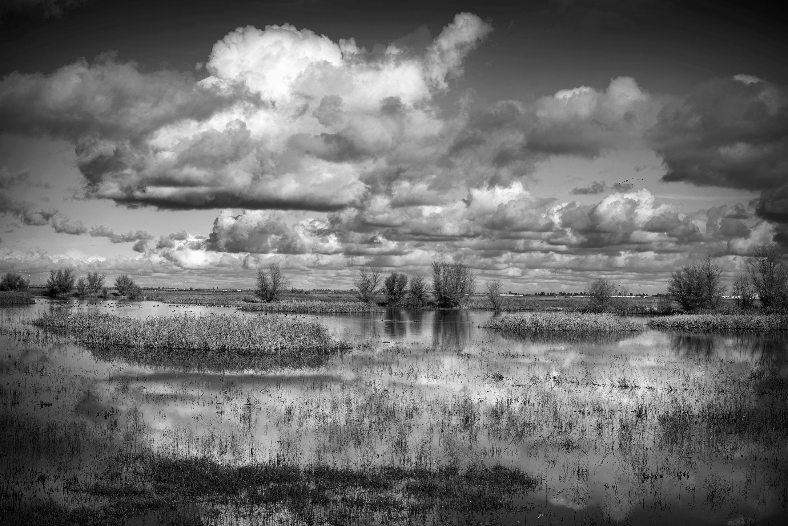 Yolo Bypass, California _Q8A3463.Yolo,Bypass.jpg