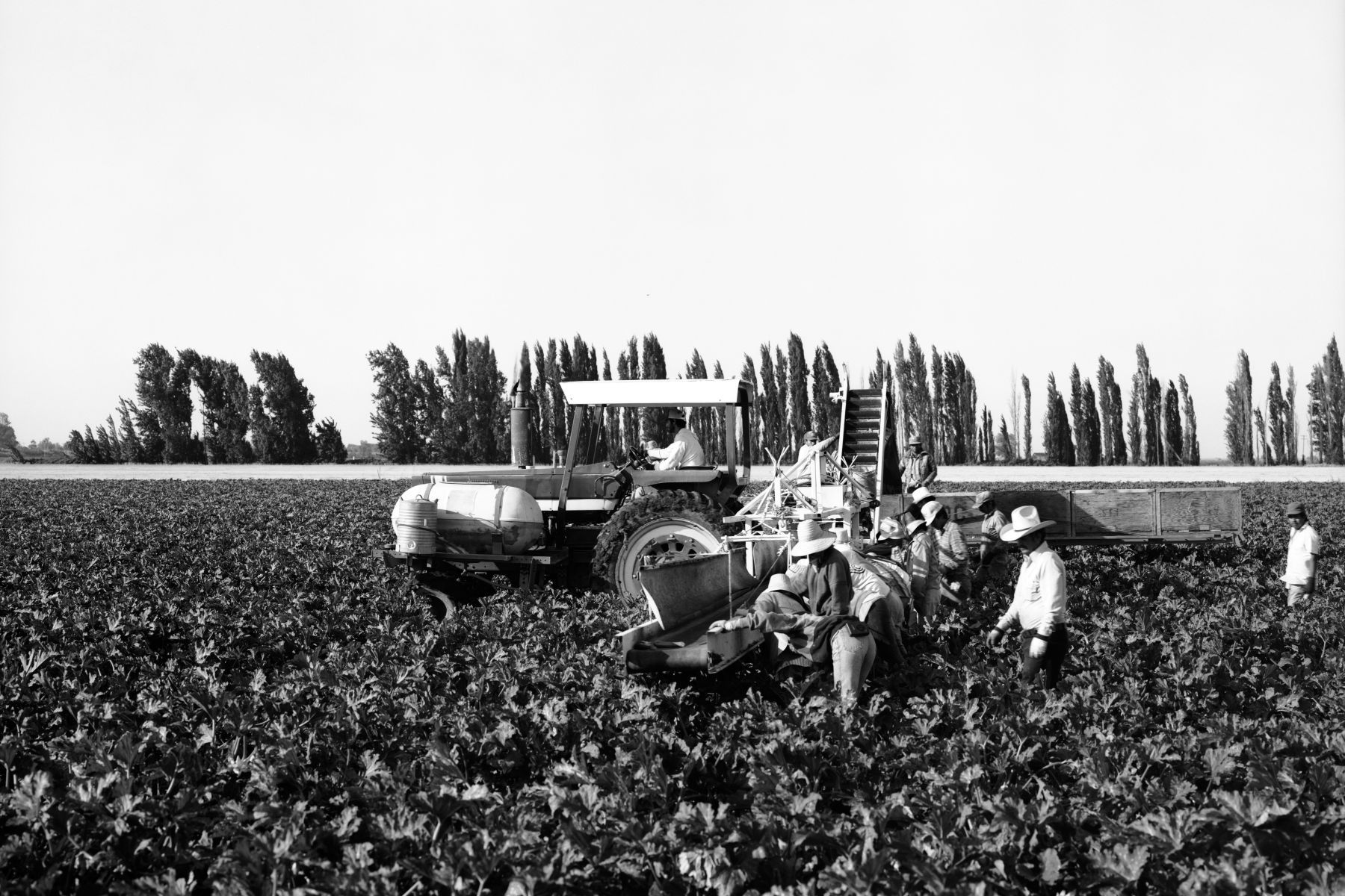 Harvest at Herringer Ranches, Clarksburg, Ca. 11-r10