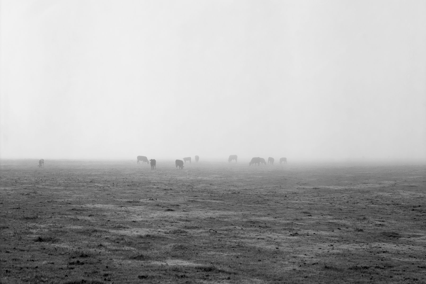 Cows in the fog, Stone Lakes Wildlife Refuge. 1r14