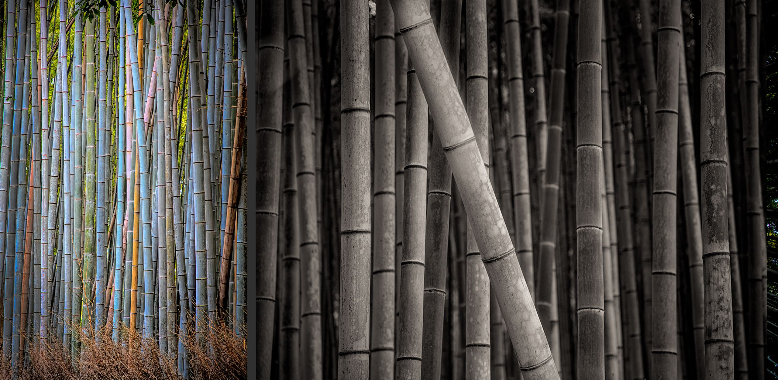 Bamboo.2.jpg