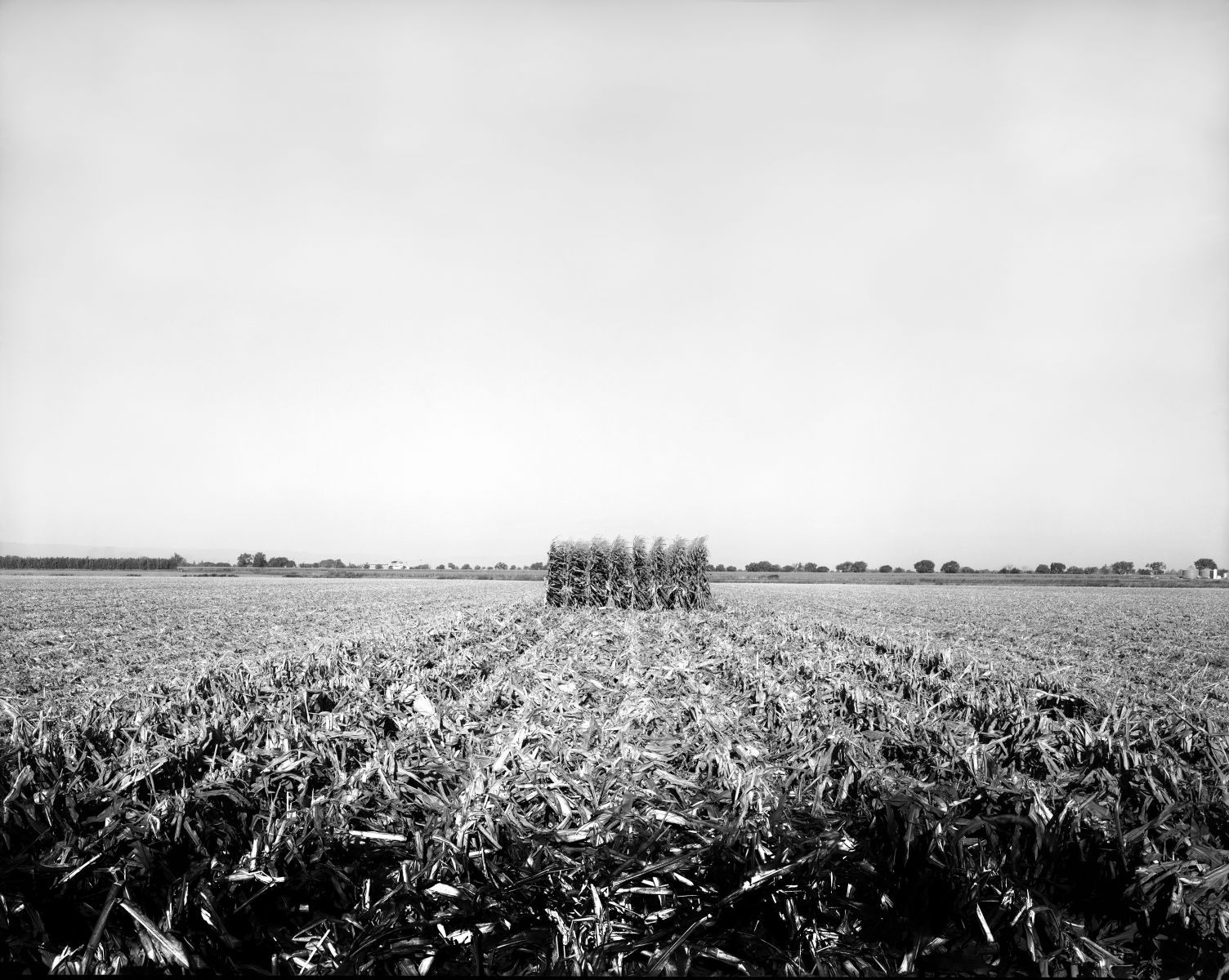The Last Eight Rows of Corns, Clarksburg, Ca. 1r12