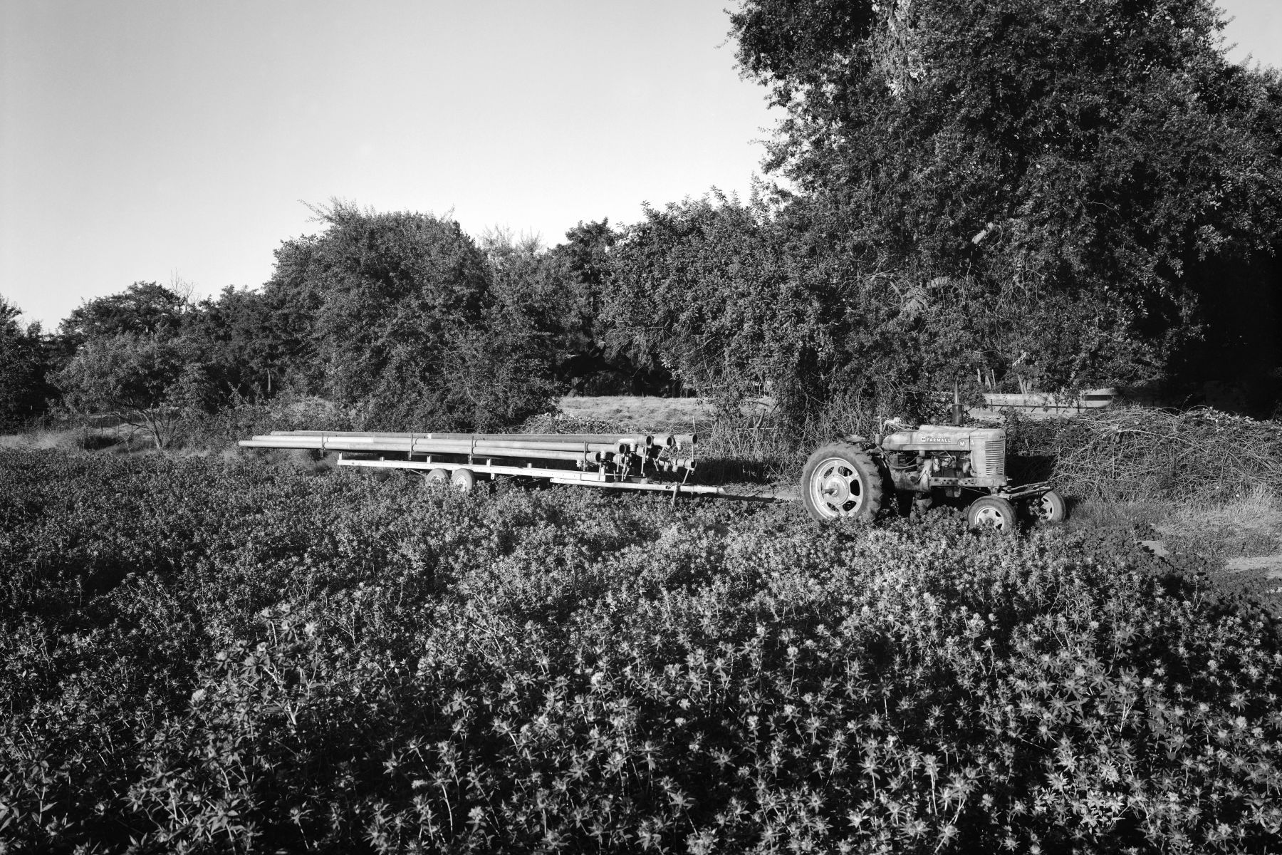 Debbie's Ranch, Clarksburg, Ca. 11-08