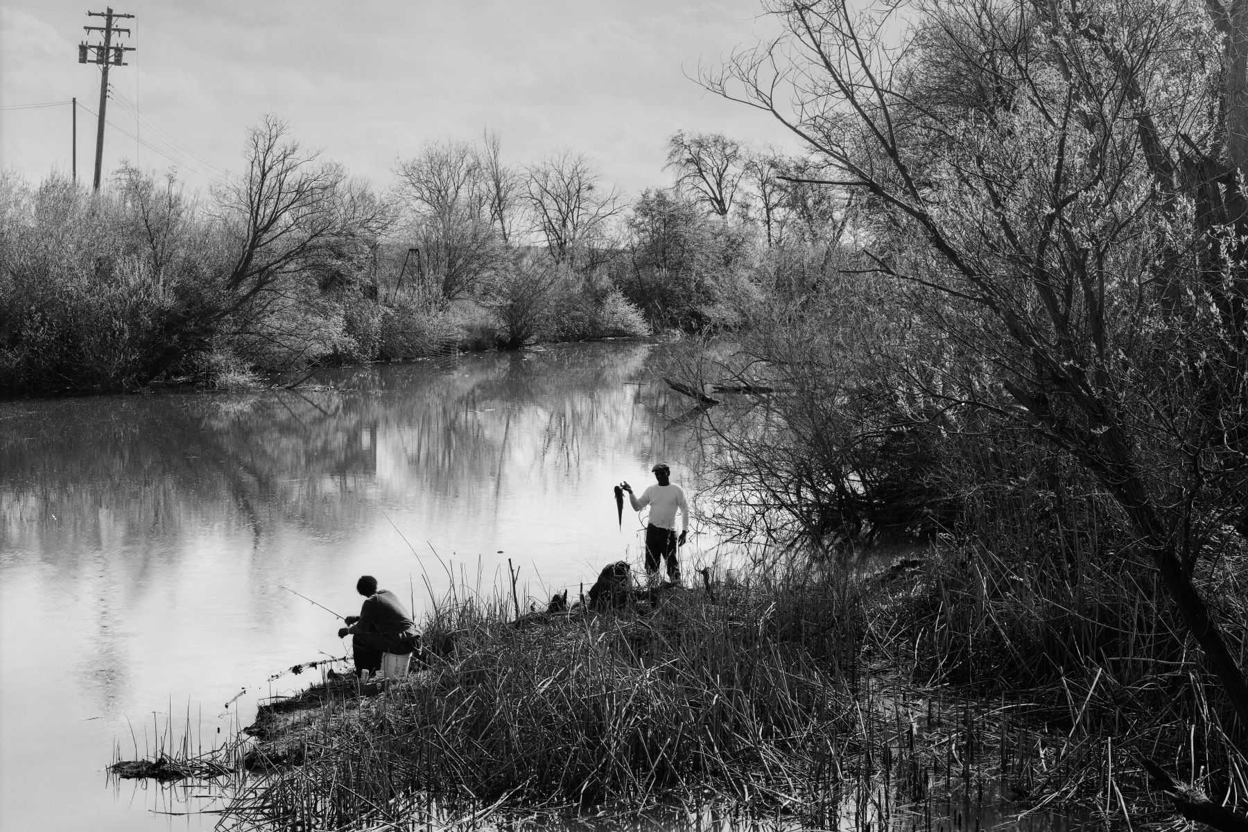 Cat fishing, Lambert Road, 11-05