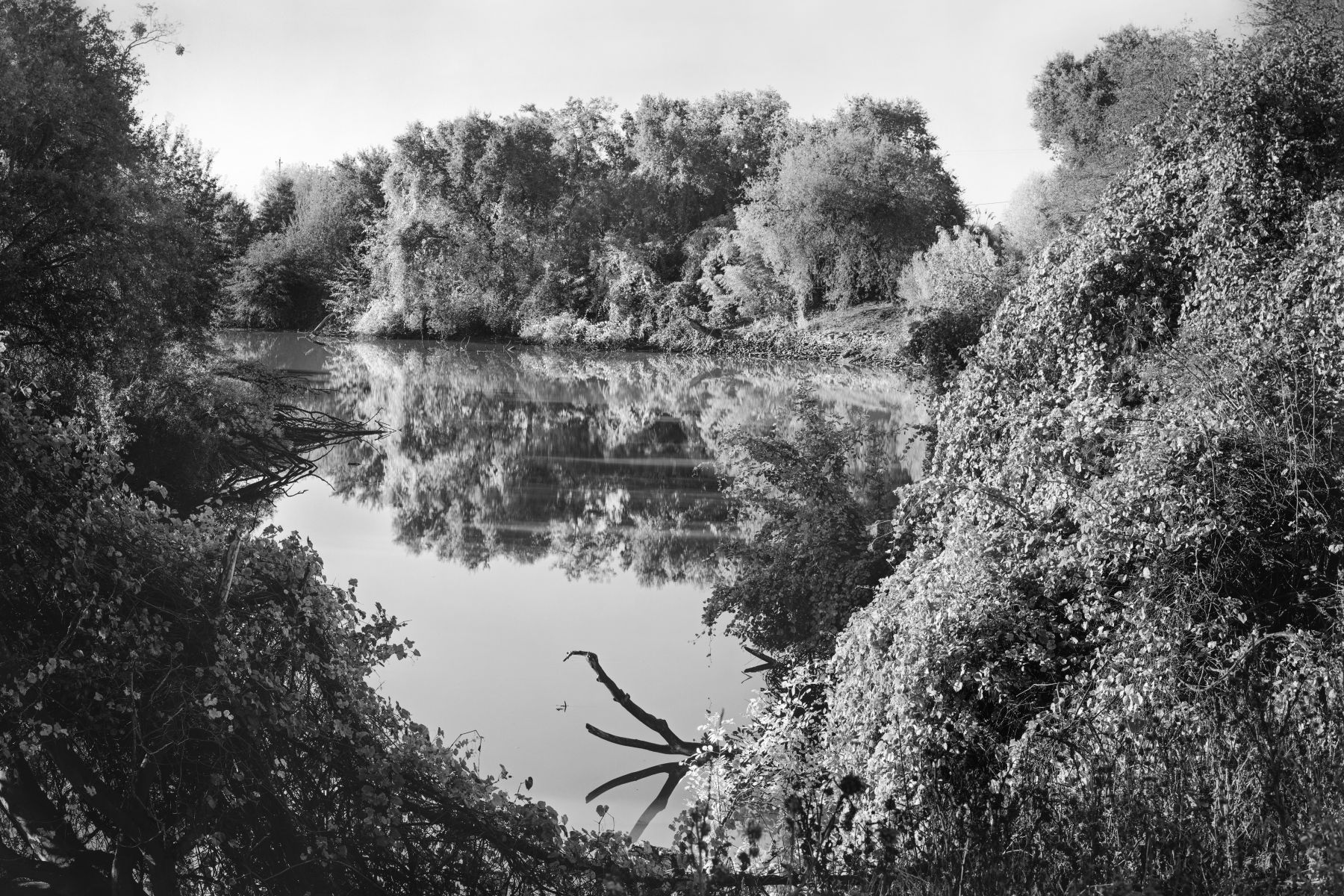 Elk Slough, Clarksburg, Ca. 109