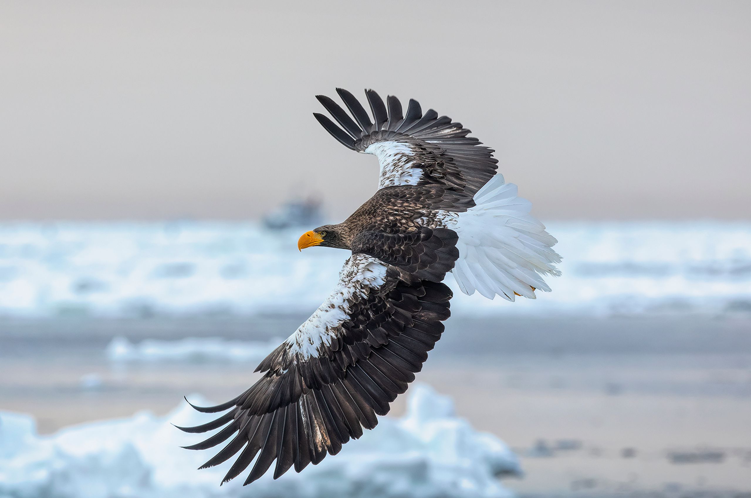 Japan Travels, Snow Eagle, Rausu, Japan - Ed Asmus Photography