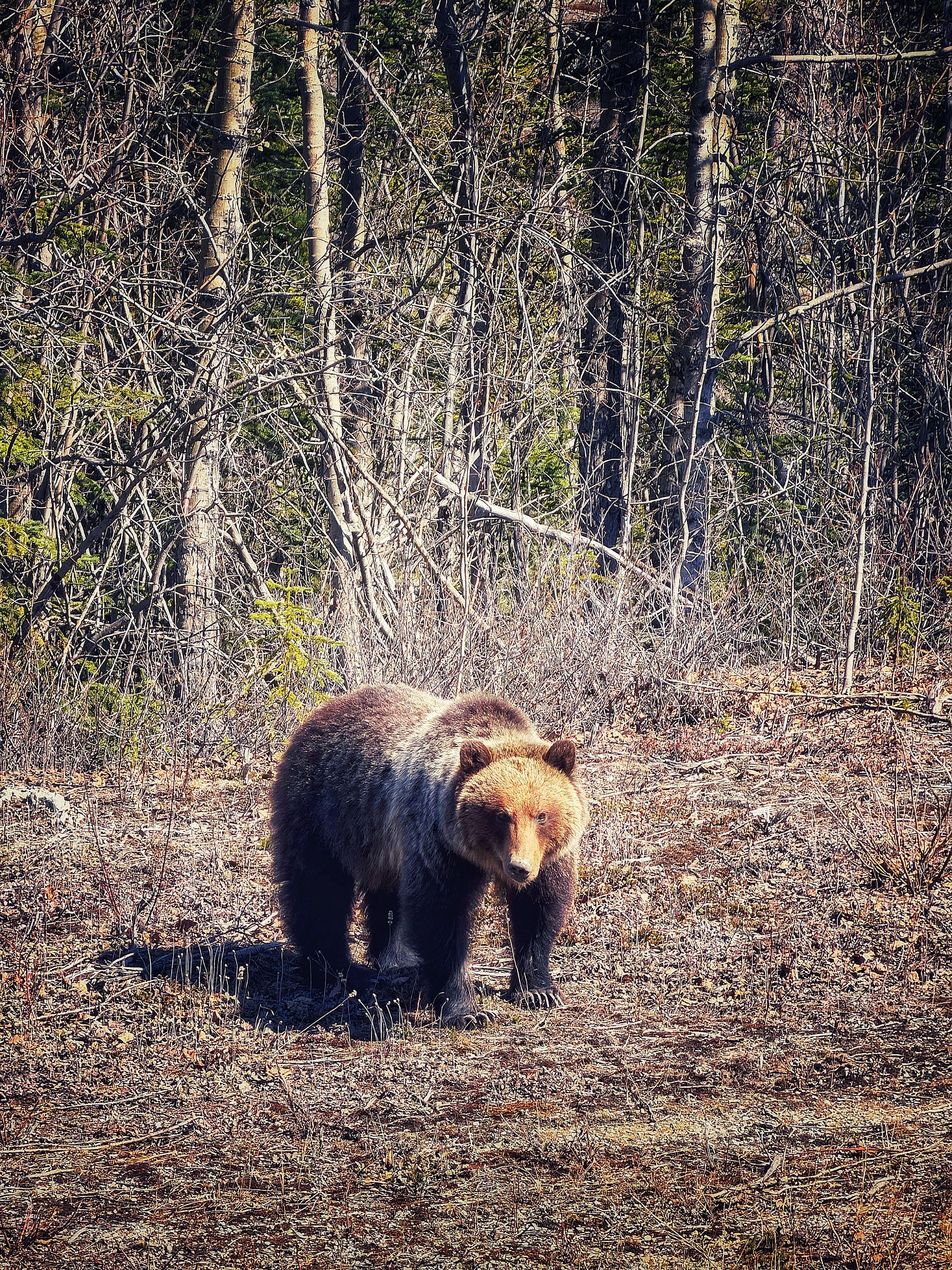 Muncho Lake Provincial Park