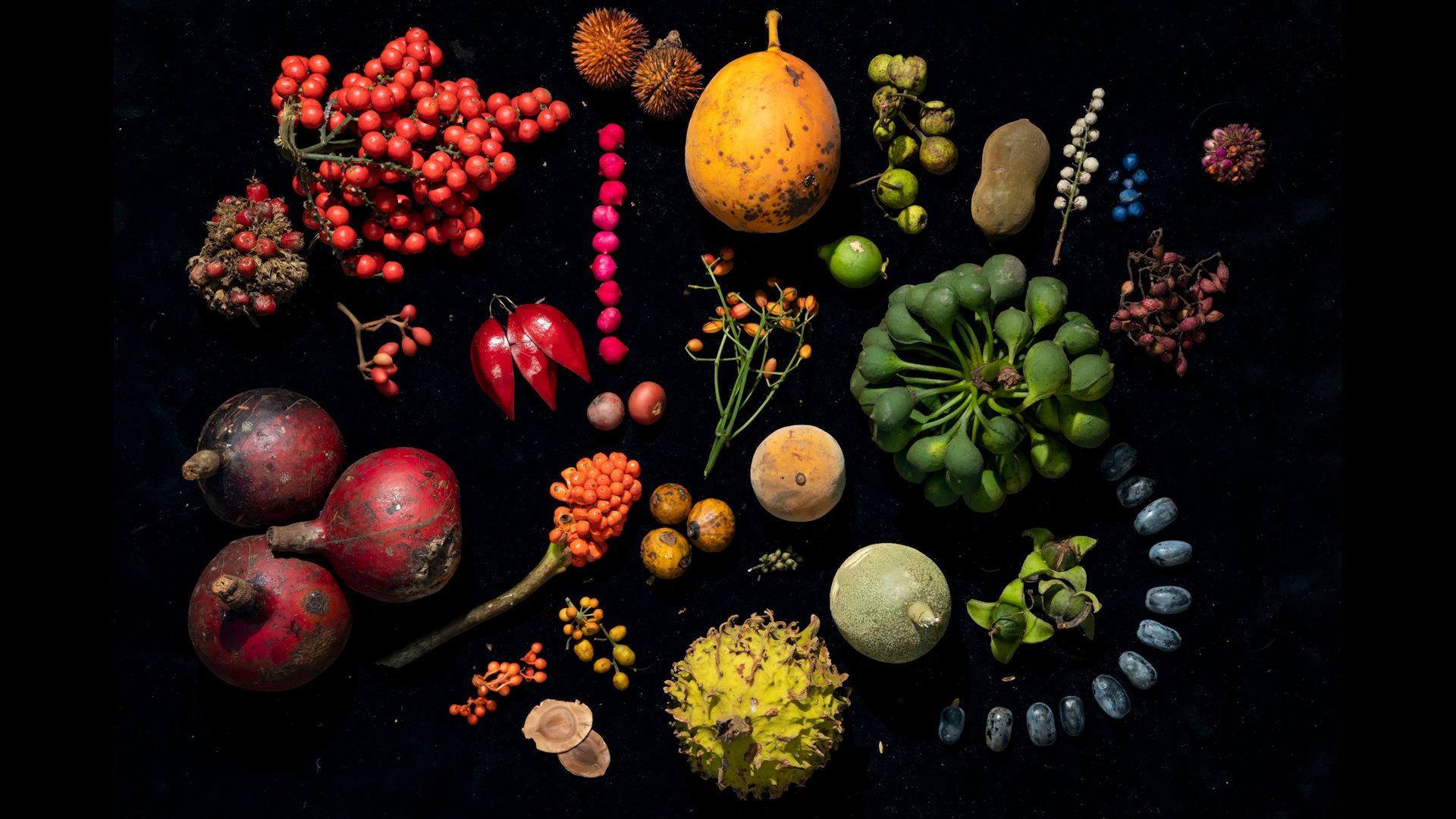 biodiversity 1 Borneo-2.jpg