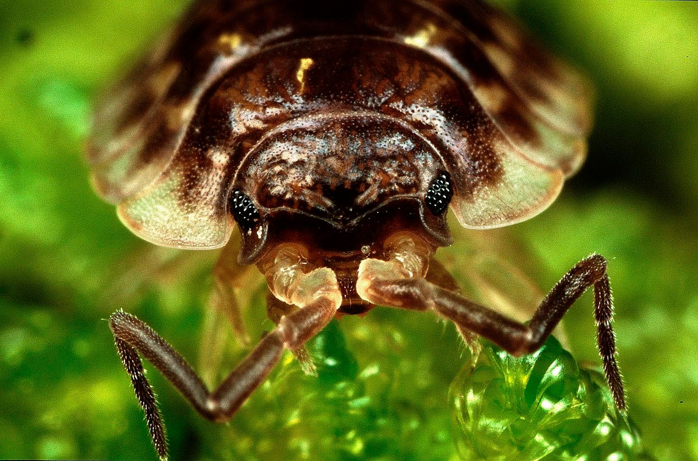 1r12_face_portrait_isopod