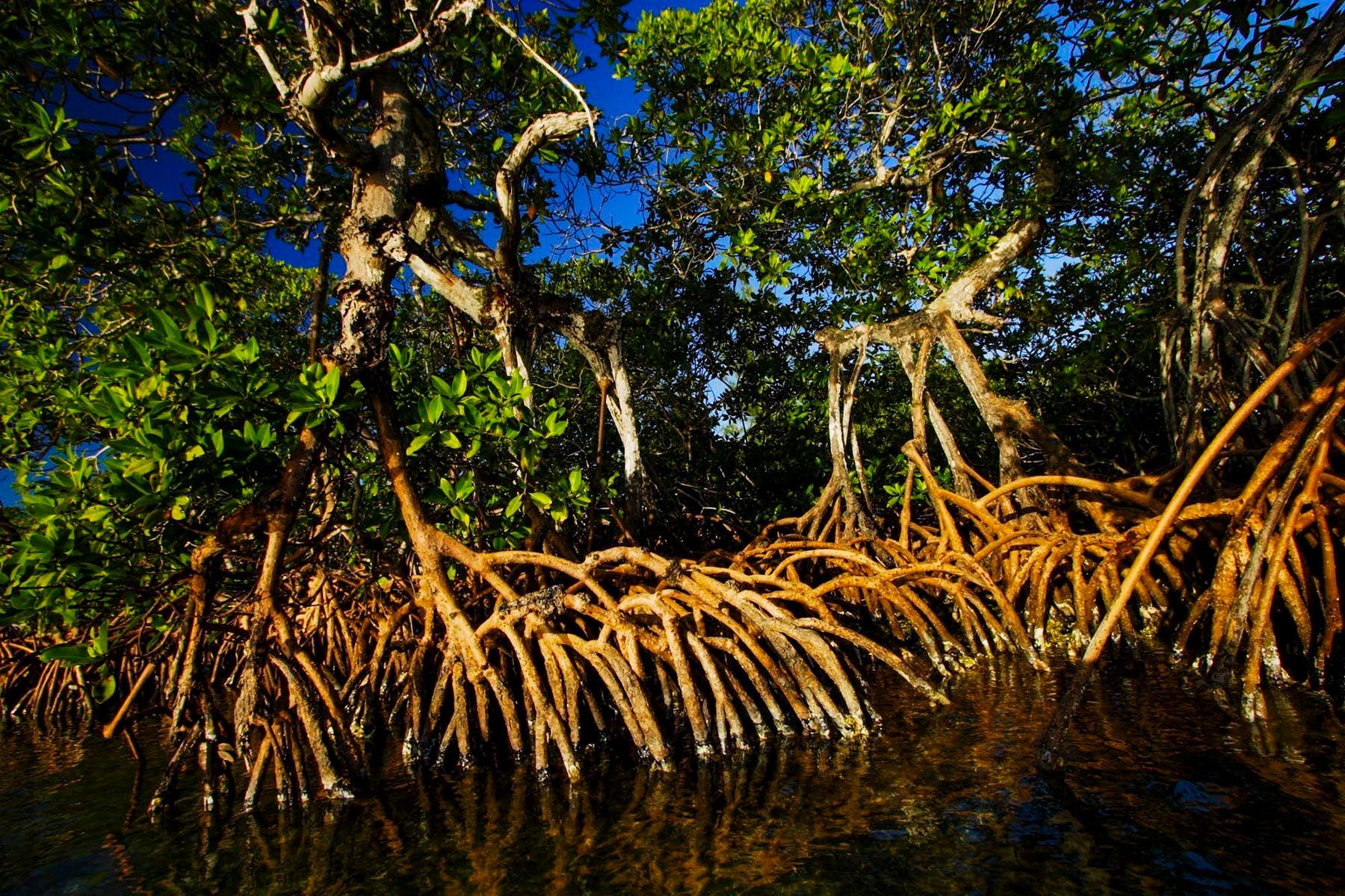 Mangroves in peril in Belize - Christian Ziegler - Photojournalist