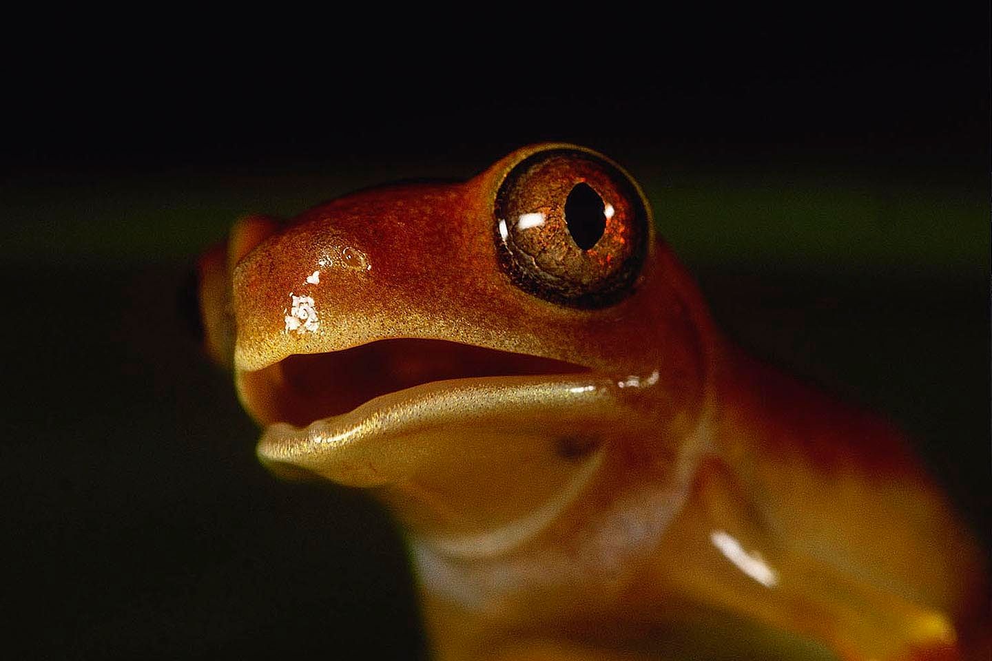 1r20_13__youngtreefrog