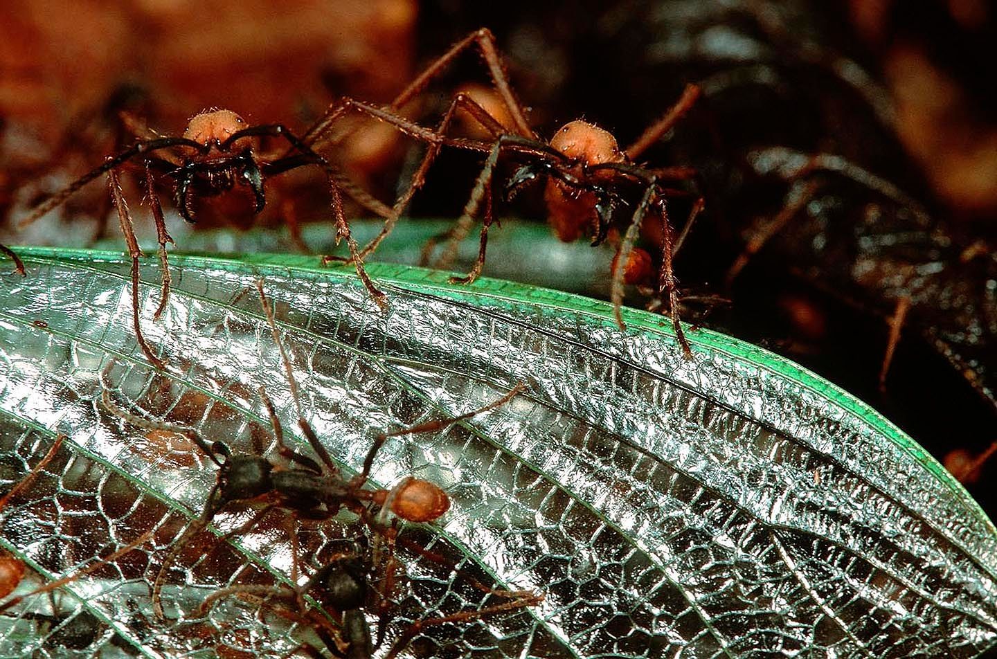 1r10_buch_on_mantis_smal