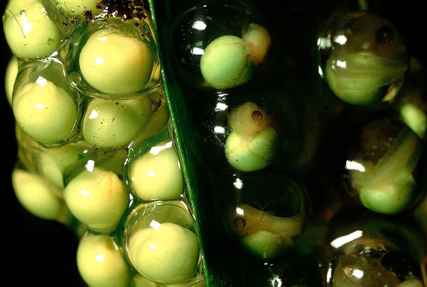 1r14_eggs_different_ages