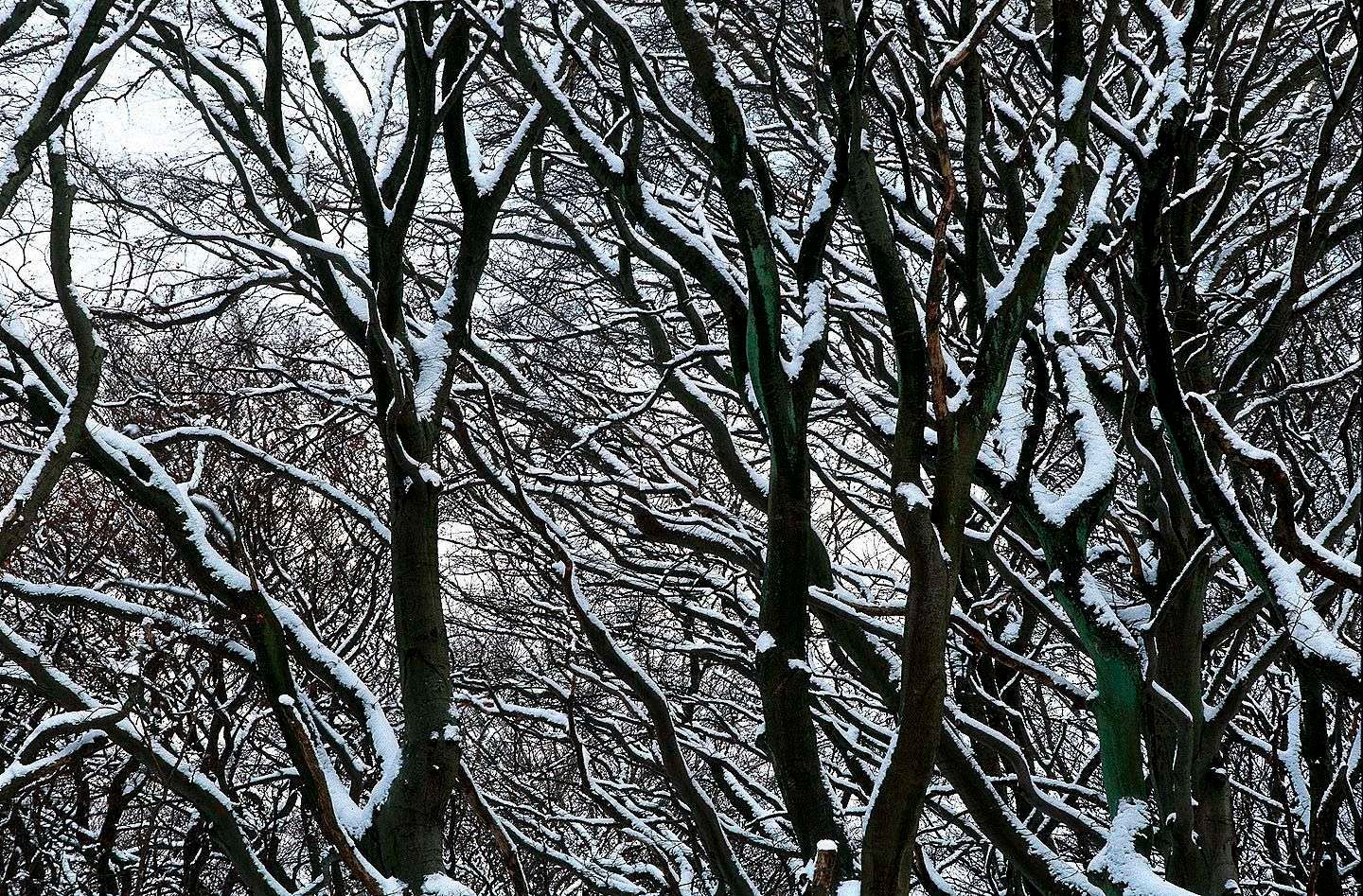 1r26_detail_snowy_trees