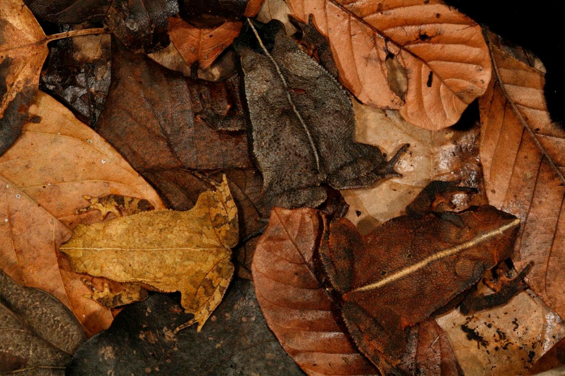 The Art of Deception