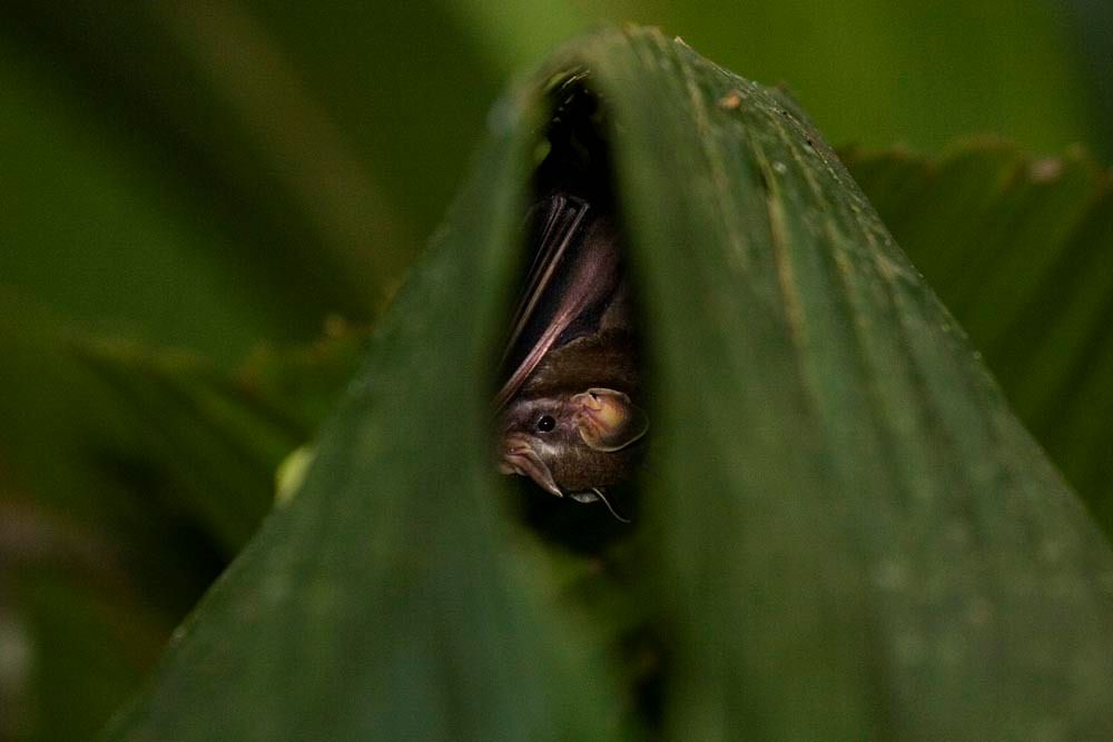 1r20_mm7355_060504_12318