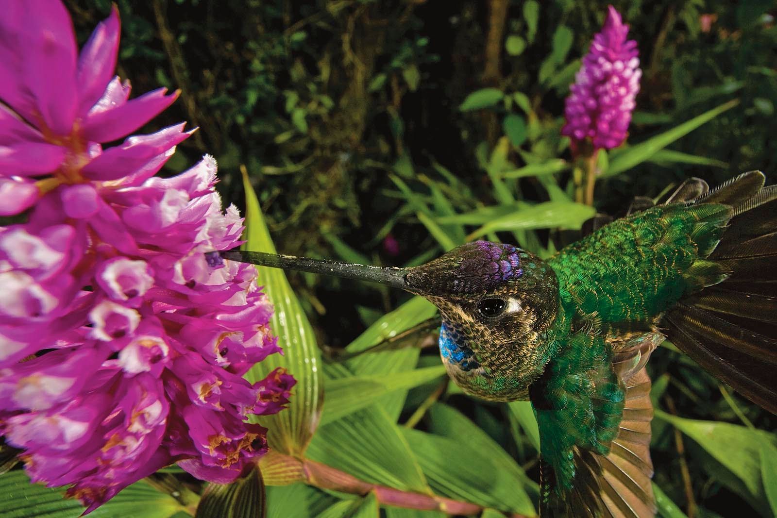 Deceptive beauties - orchids and their pollinators
