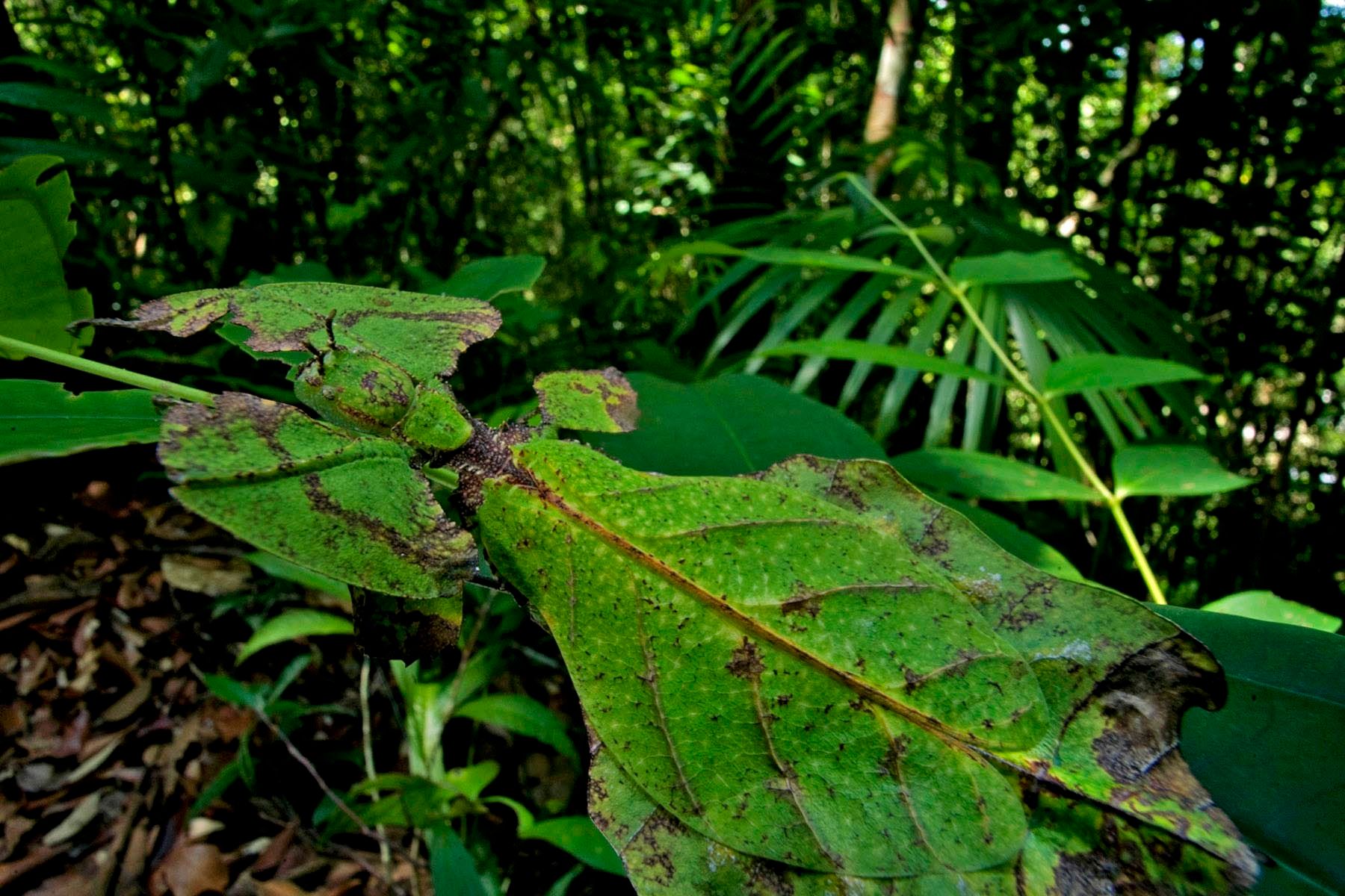 1r15_ziegler_christian15