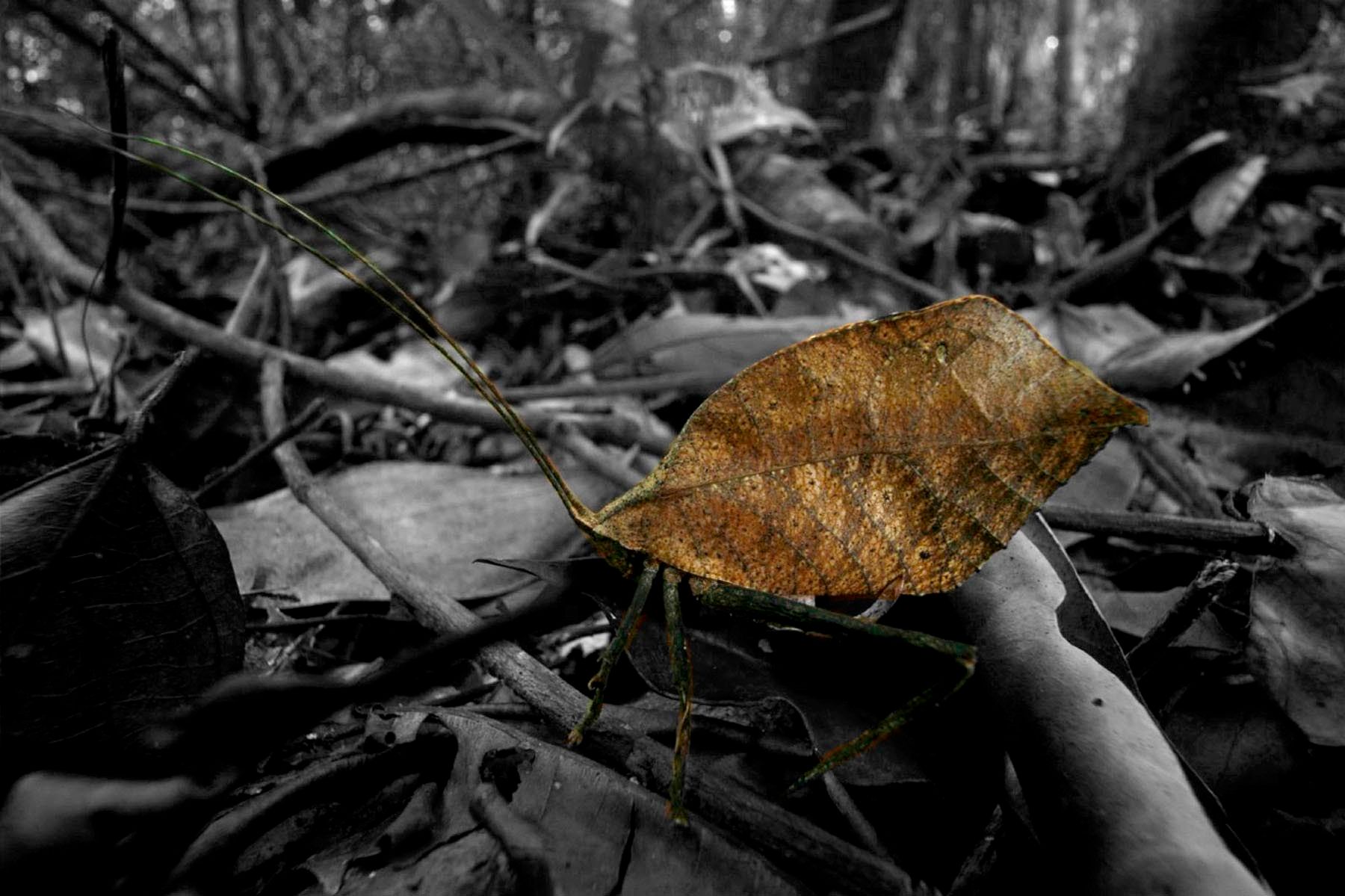 1r11_ziegler_christian11