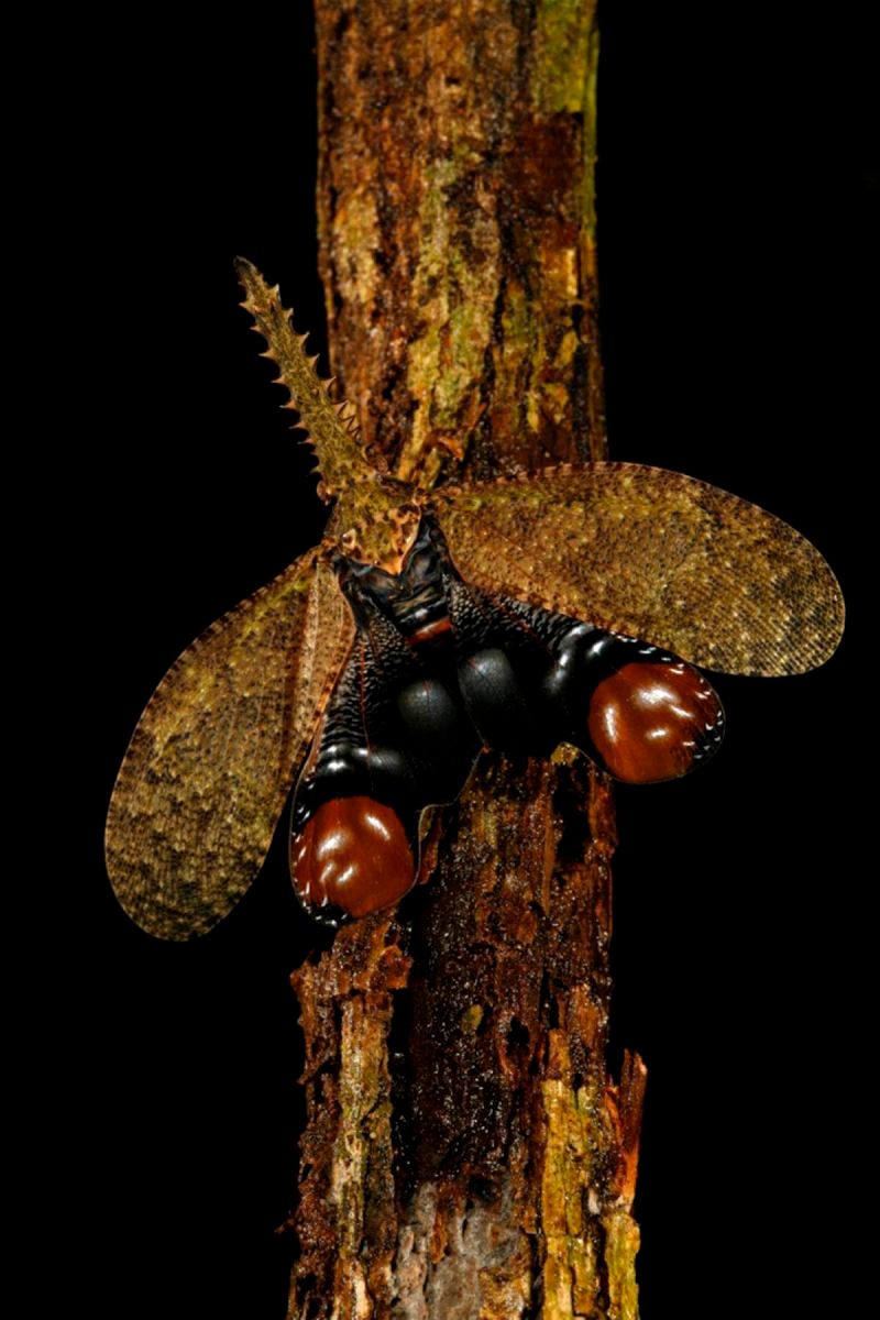 1r26_ziegler_christian26