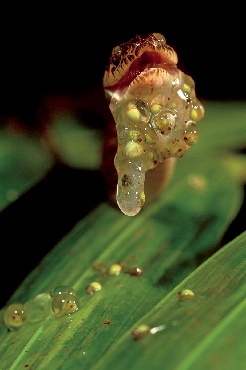 1r25_165_snakespawn_41b