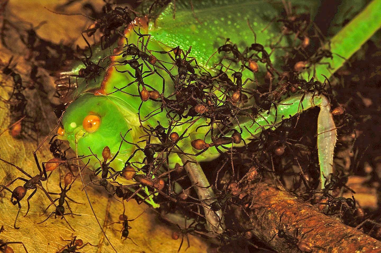 108_275_buchelli_swarm_raid