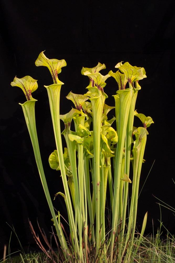 1r22_15_ncm13011_130605_0717