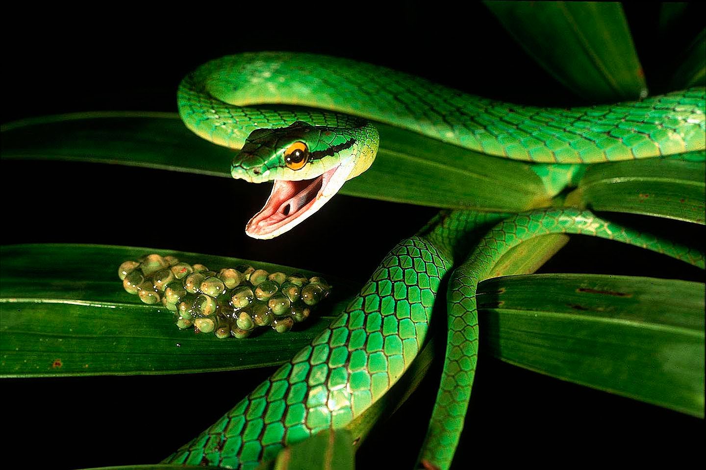 1r16_snake_approaching_egg