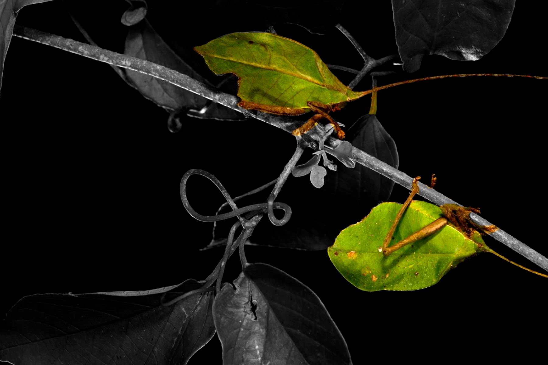 1r13_ziegler_christian13