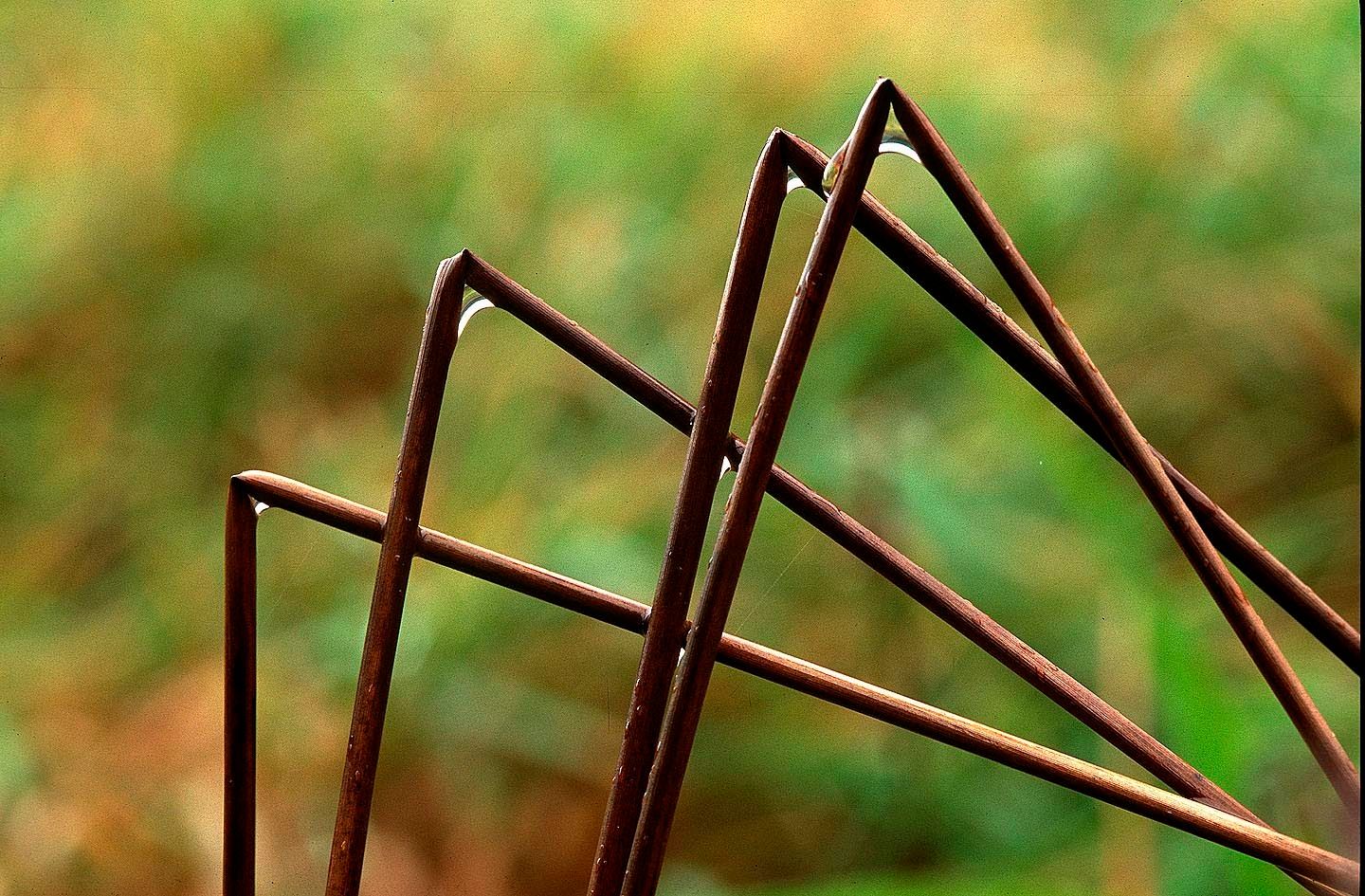 1r24_water_drop_on_reed