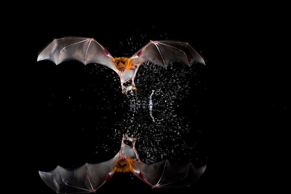 Tropical Bats of Barro Colorado Island