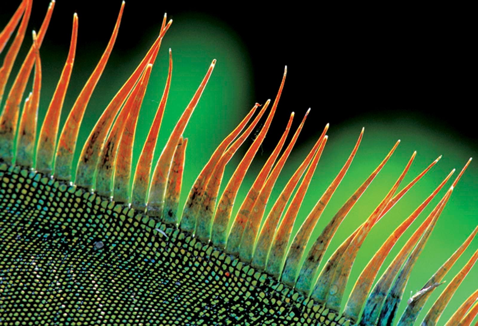 1r32_578_detail_back_spinesr1_41j